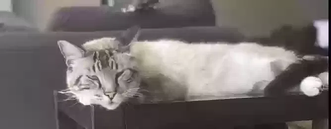 Lost cat in Winter Garden, FL, 34787