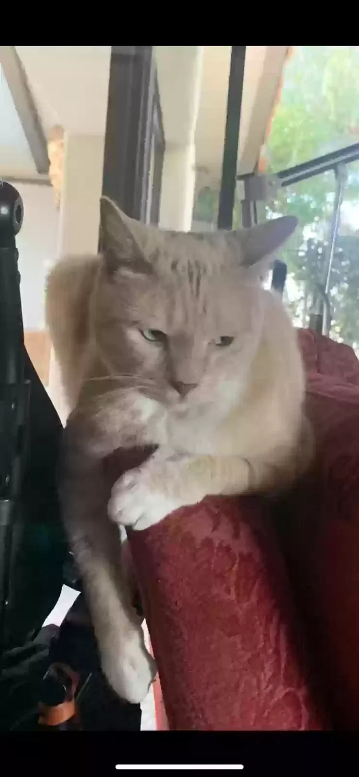 Lost cat in Agoura Hills, CA, 91301
