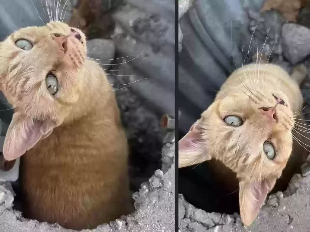 Lost cat in Ocala, FL, 34472