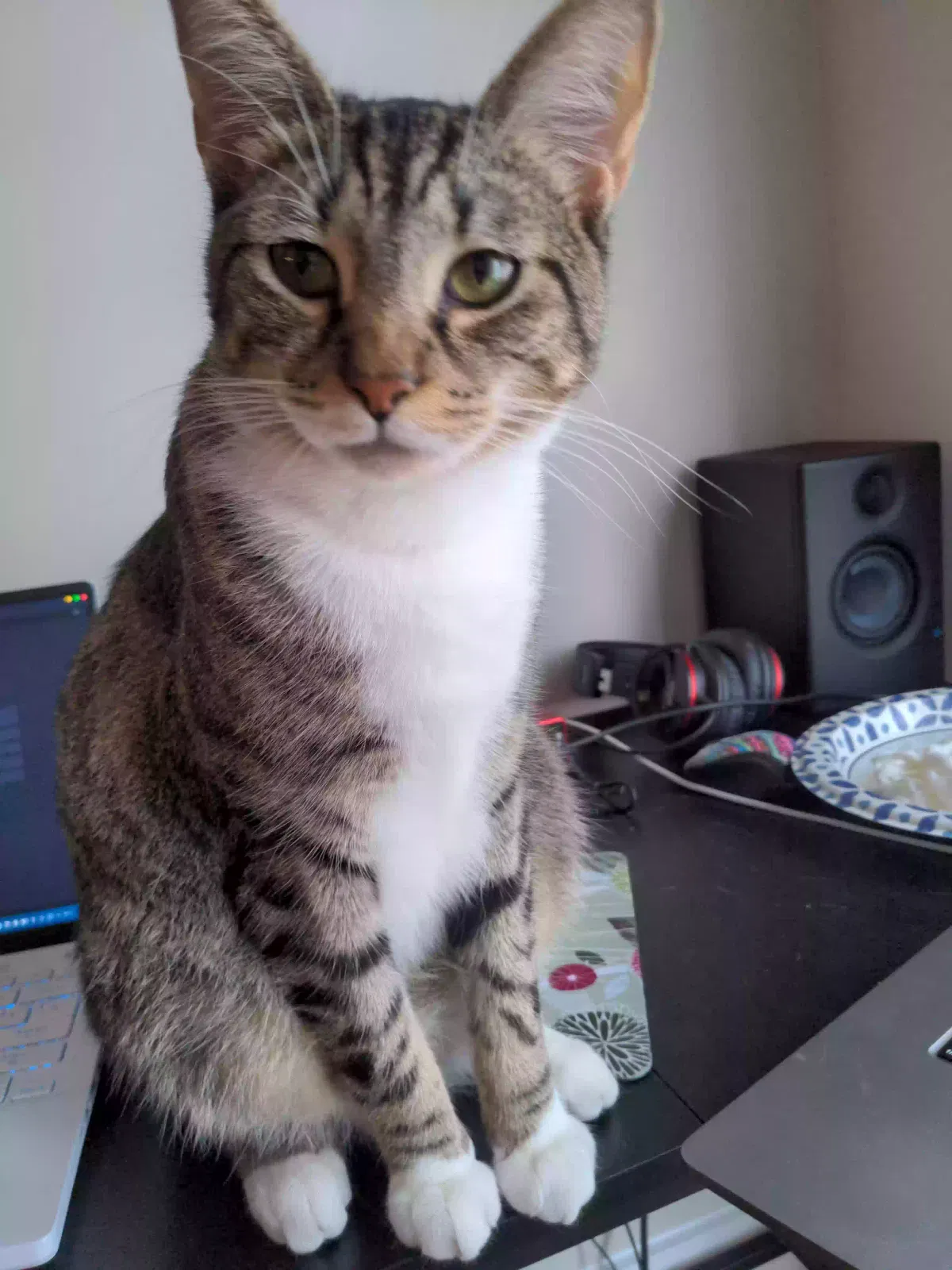 Lost cat in Birmingham, AL, 35222
