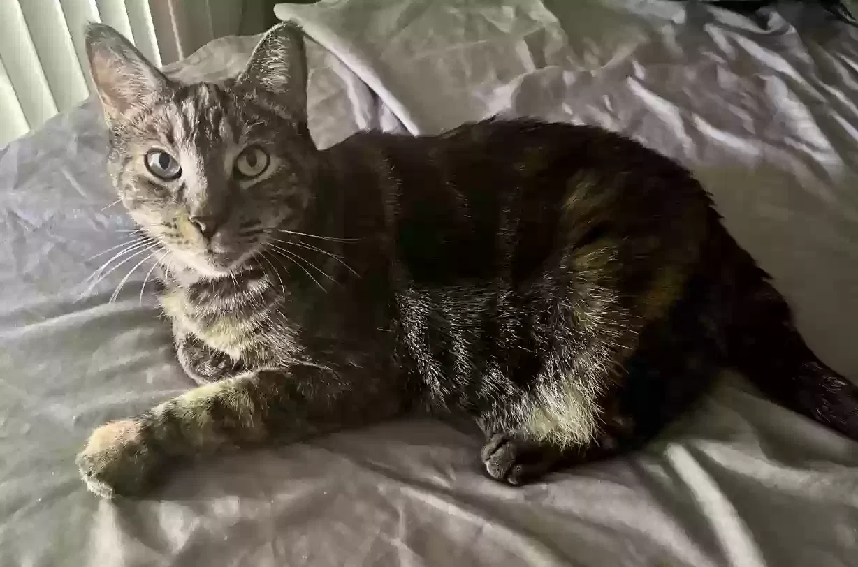 Lost cat in Tucson, AZ, 85704