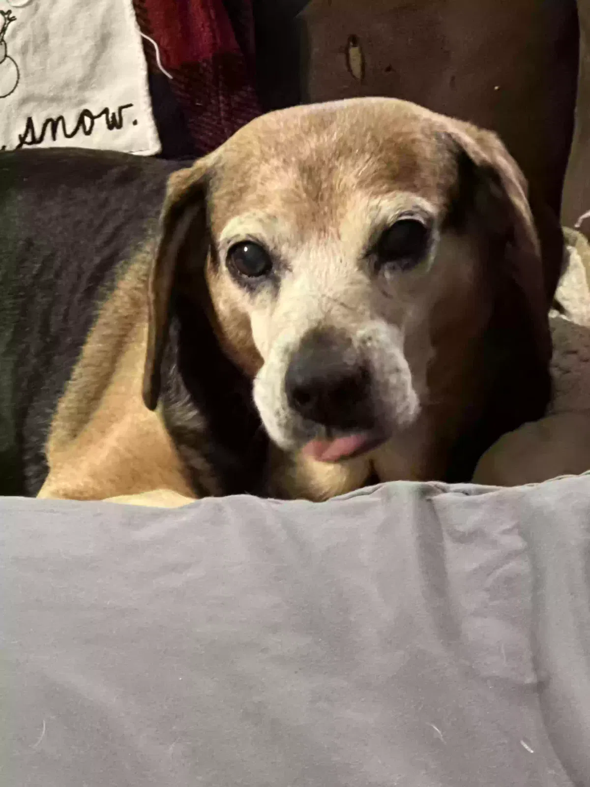 Lost dog in Harvest, AL, 35749