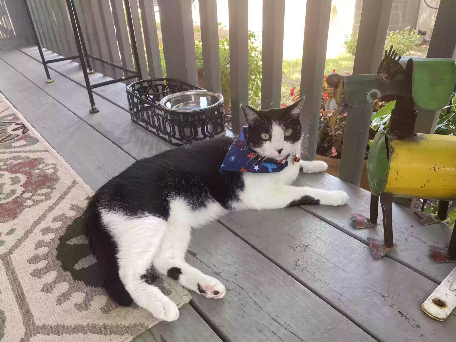Lost cat in Little Elm, TX, 75068