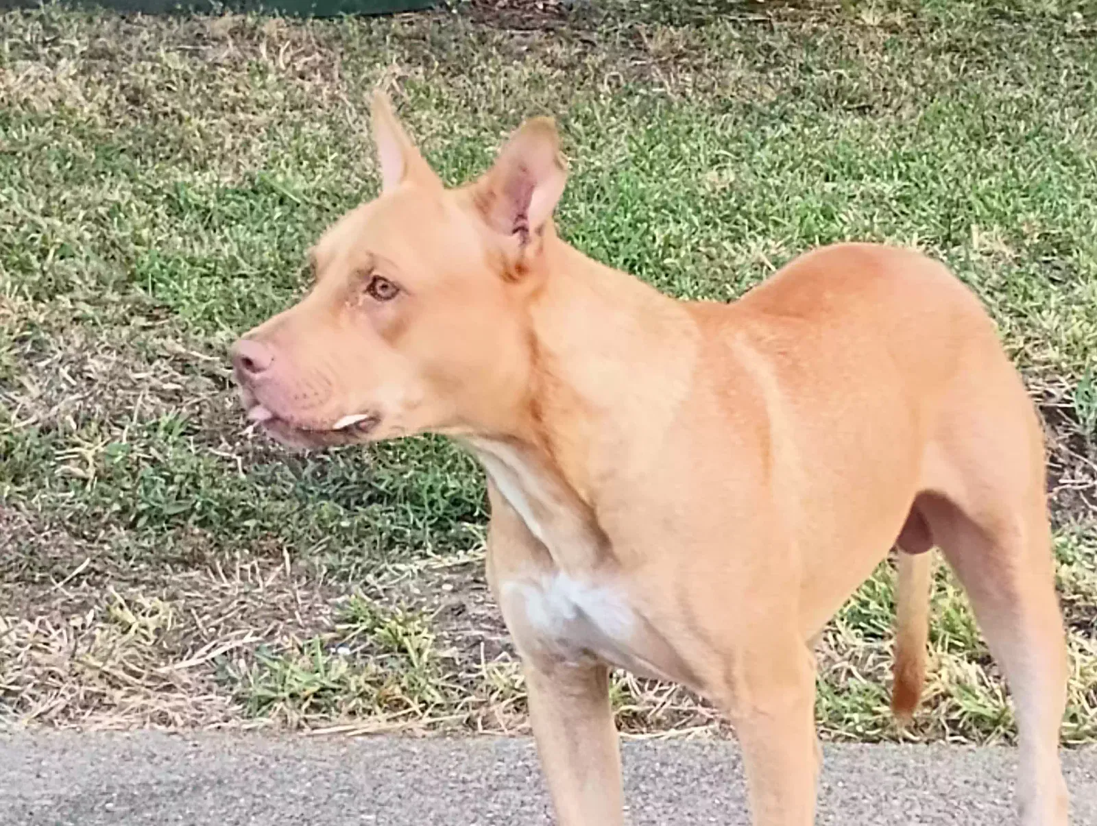 Found dog in Mesquite, TX, 75181