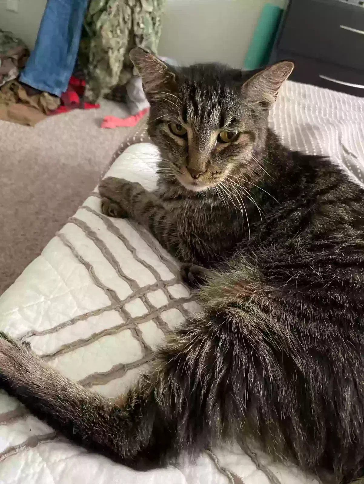 Lost cat in Chula Vista, CA, 91910