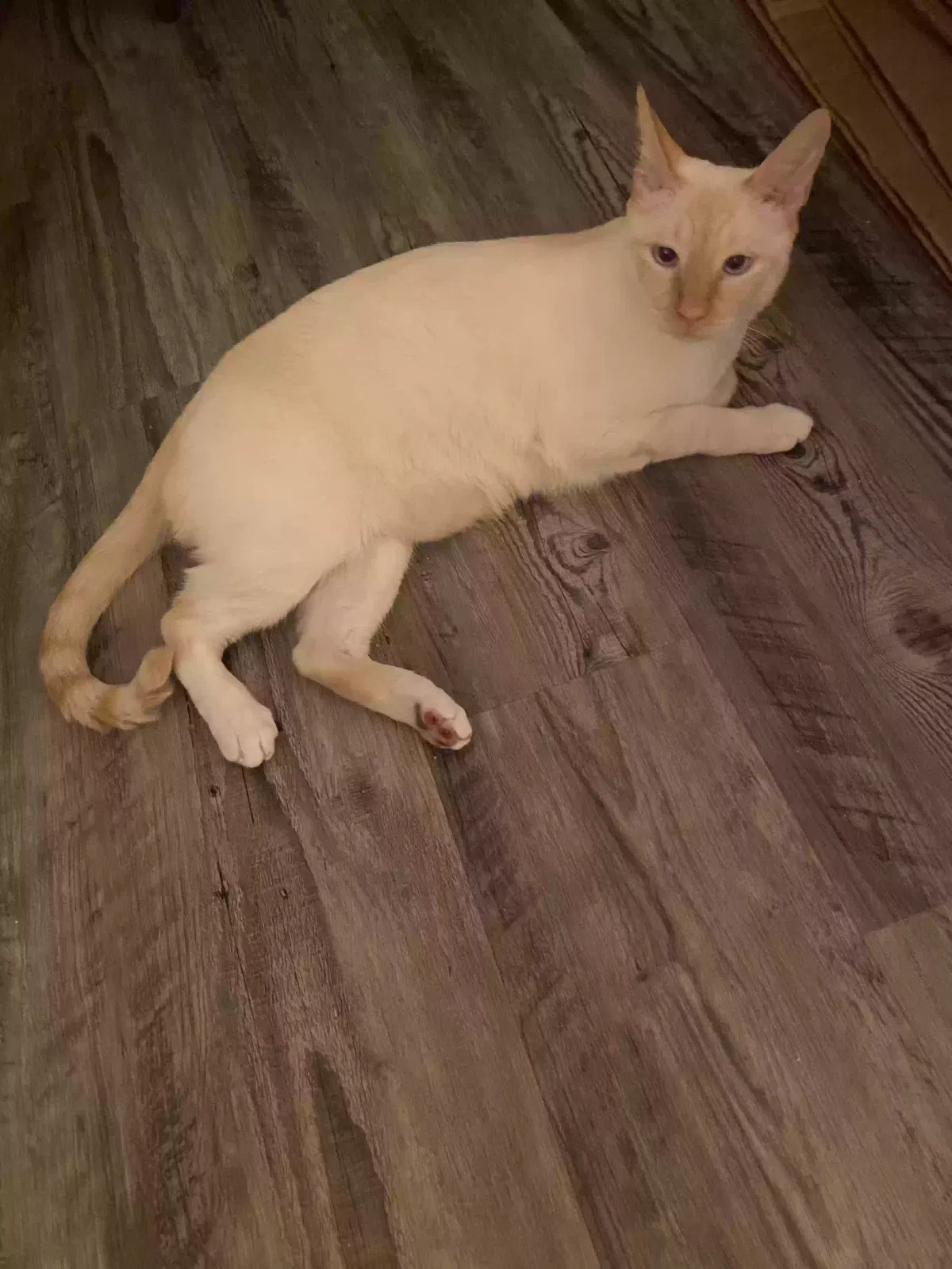 Lost cat in Atlanta, GA, 30308