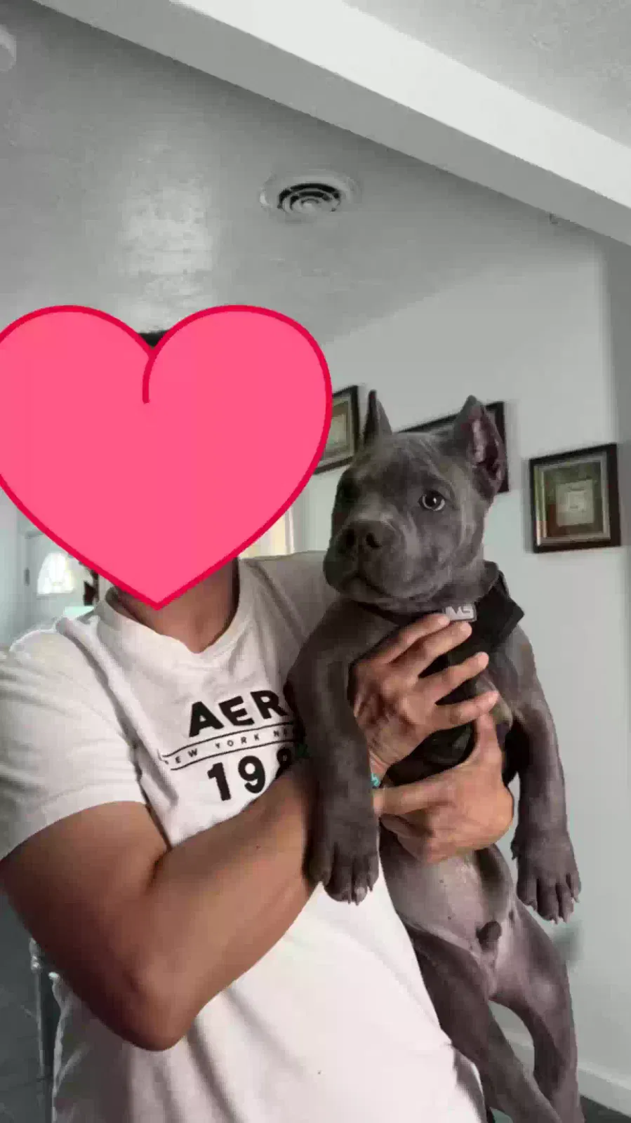 Lost dog in Albuquerque, NM, 87107