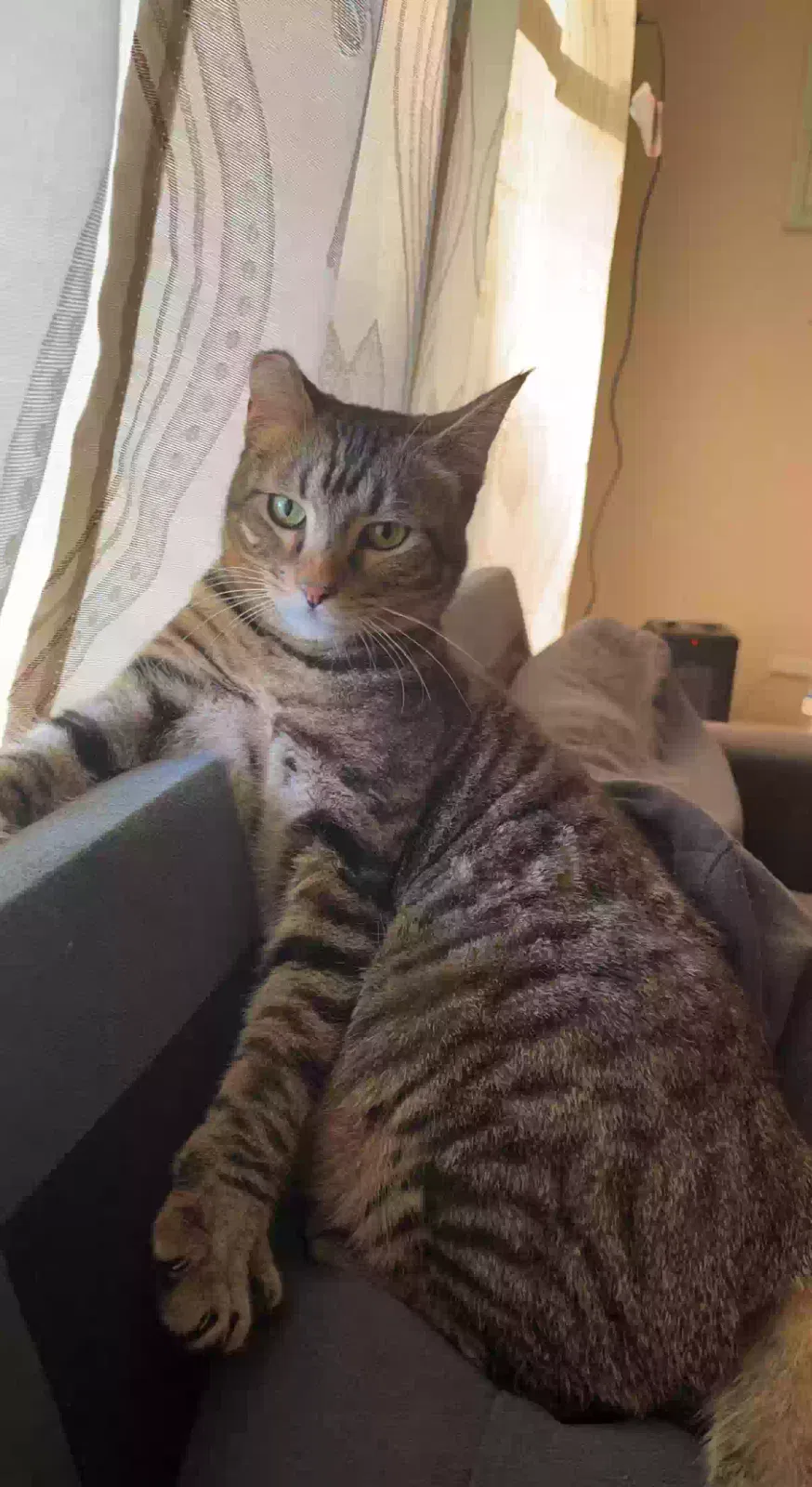 Lost cat in Port Saint Lucie, FL, 34952