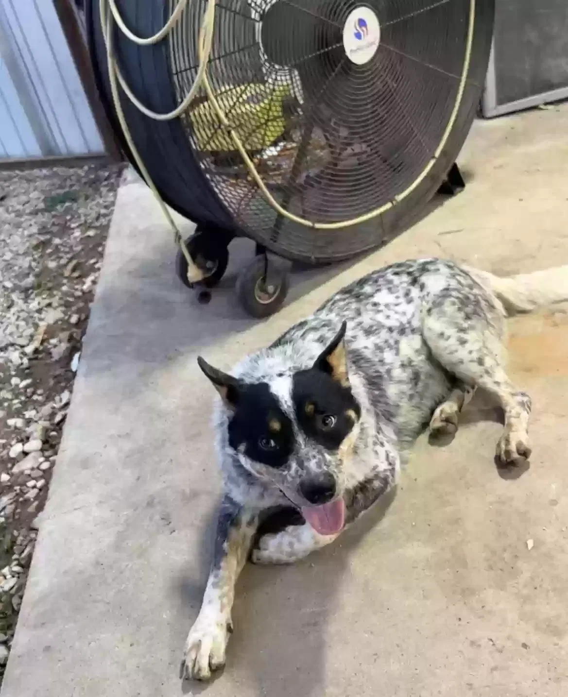 Lost dog in Lancaster, TX, 75146