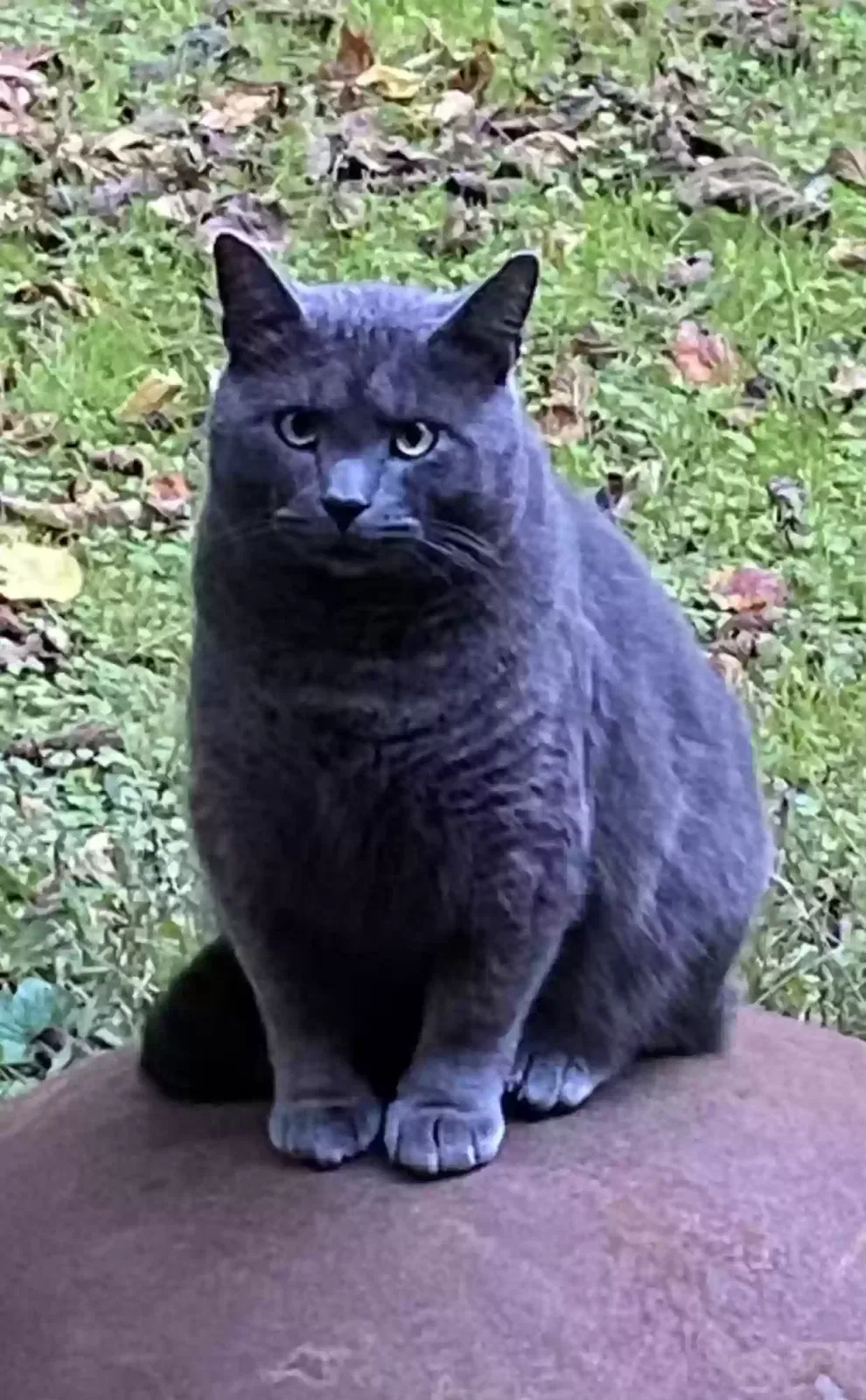 Lost cat in Gatlinburg, TN, 37738