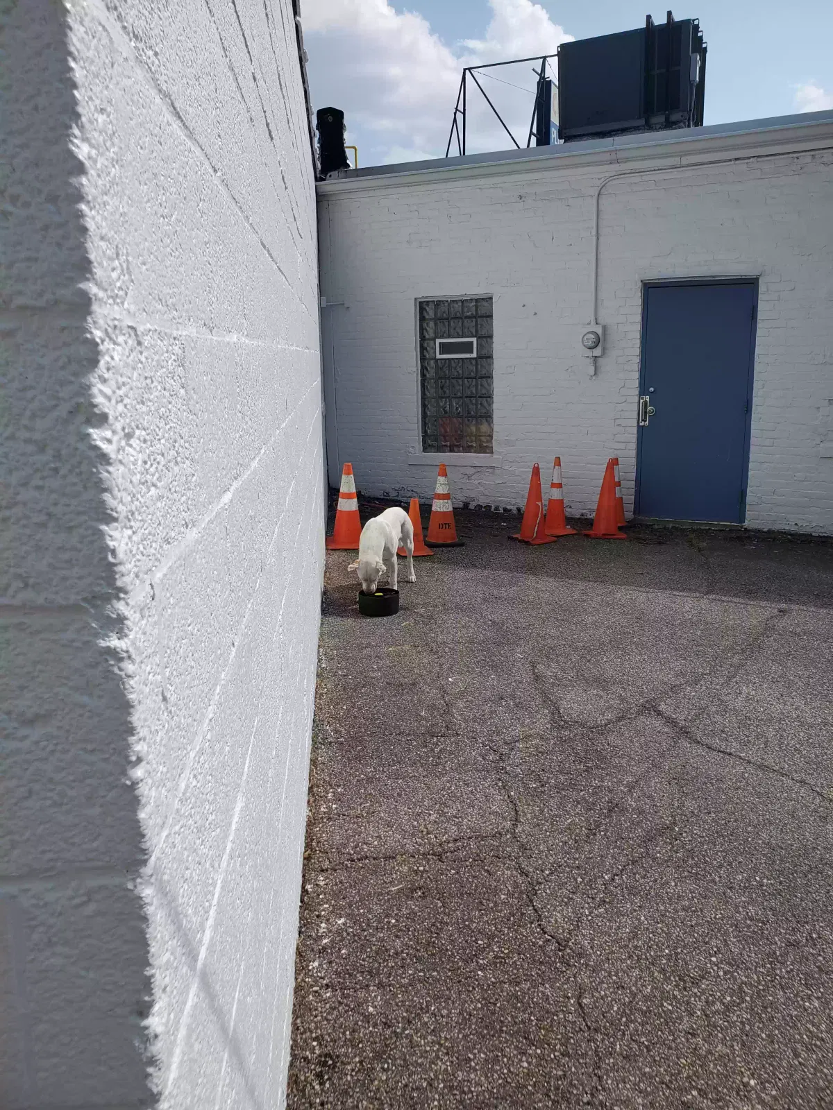 Found dog in Detroit, MI, 48227