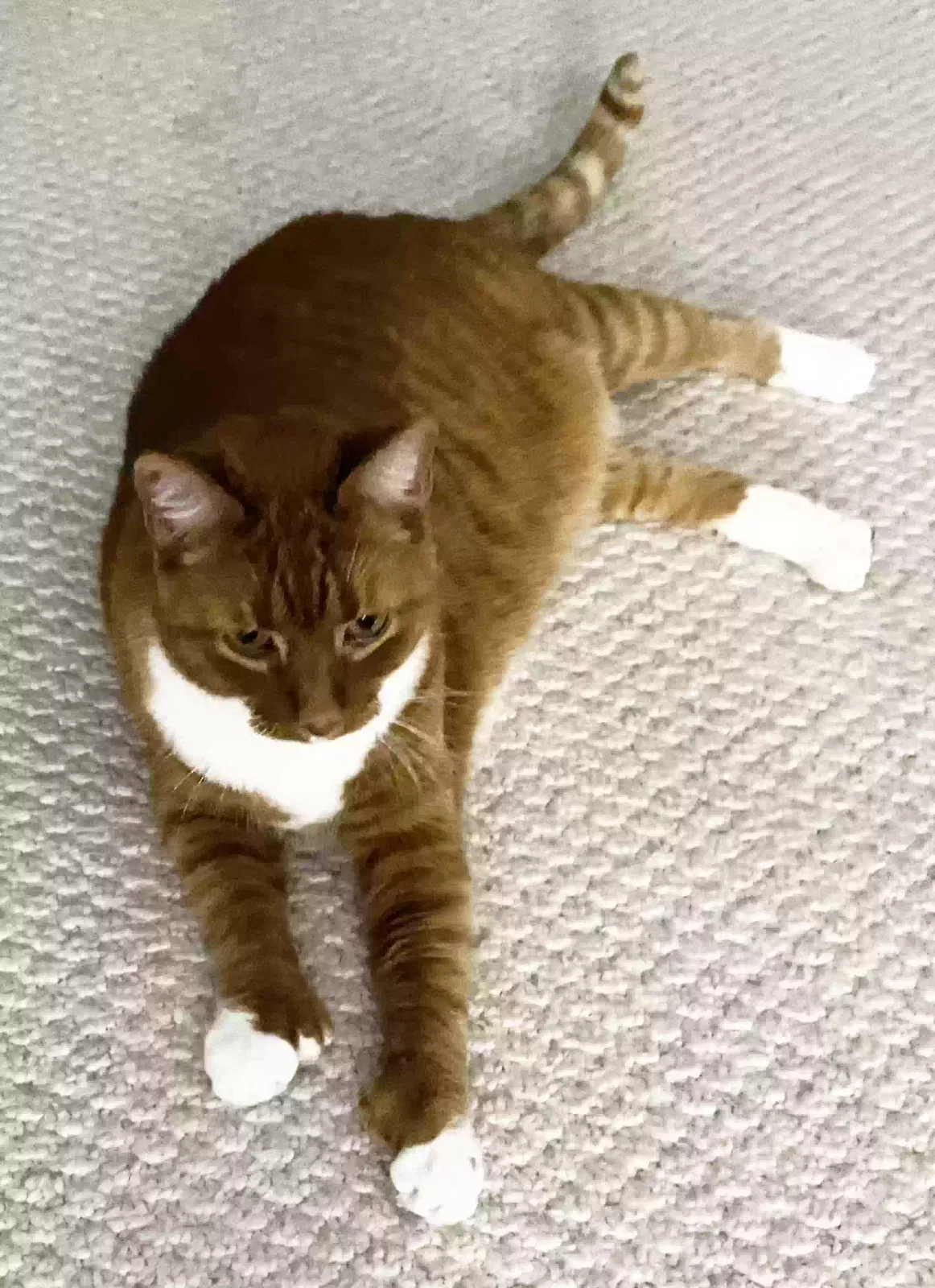 Lost cat in Marietta, GA, 30068