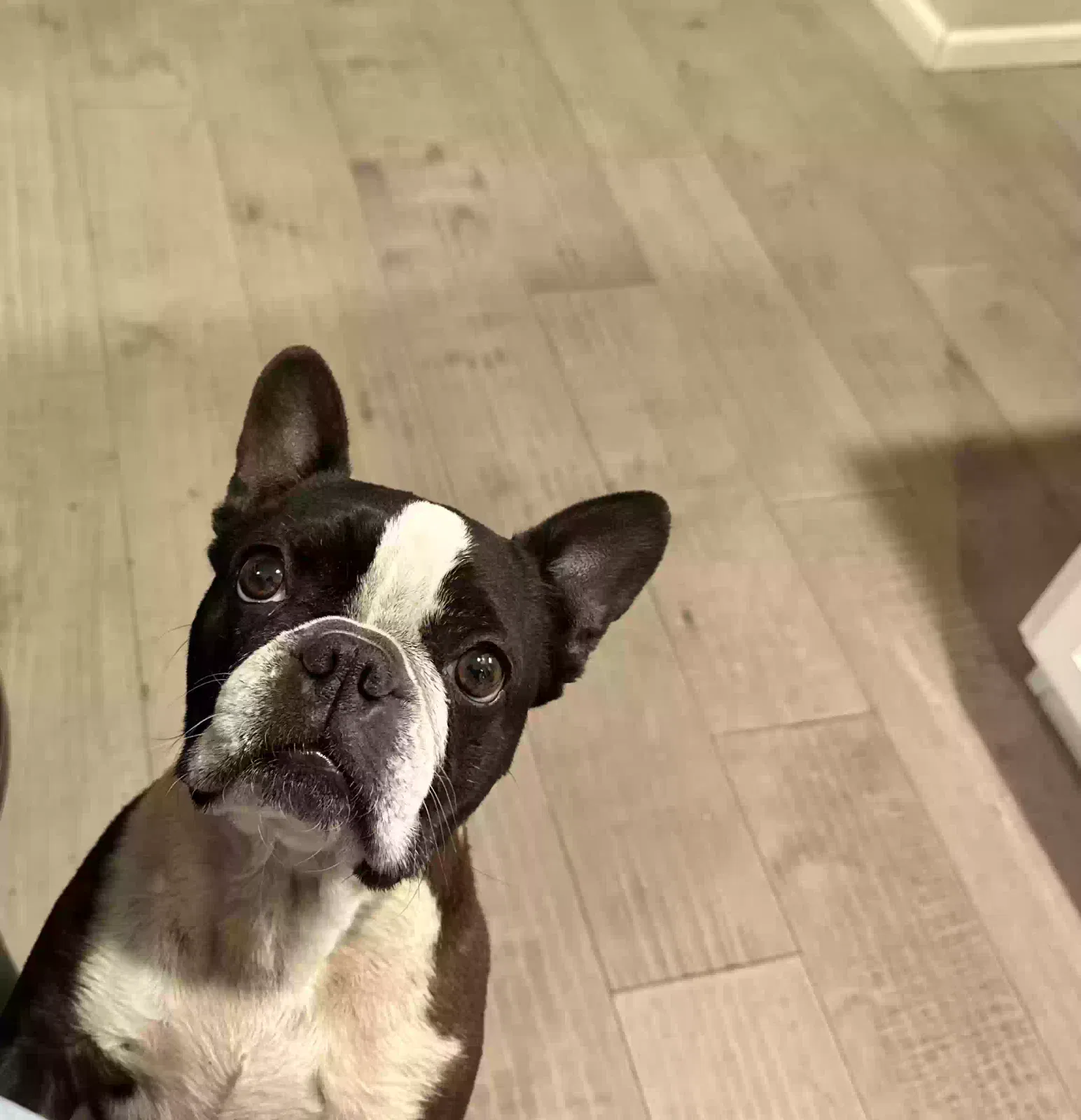 Lost dog in Brighton, CO, 80603