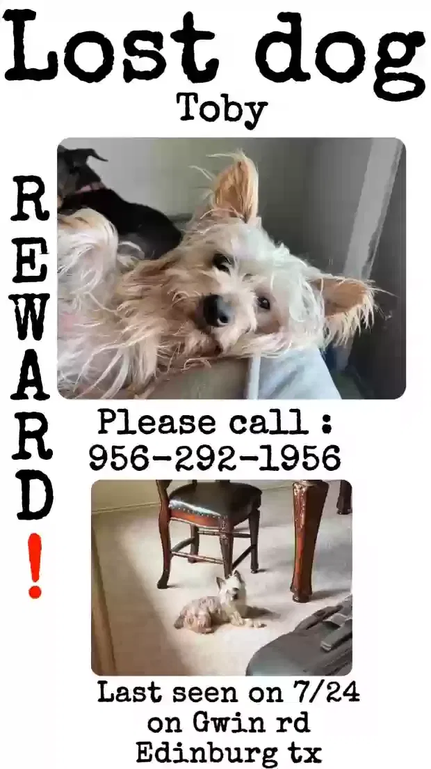 Lost dog in Edinburg, TX, 78542