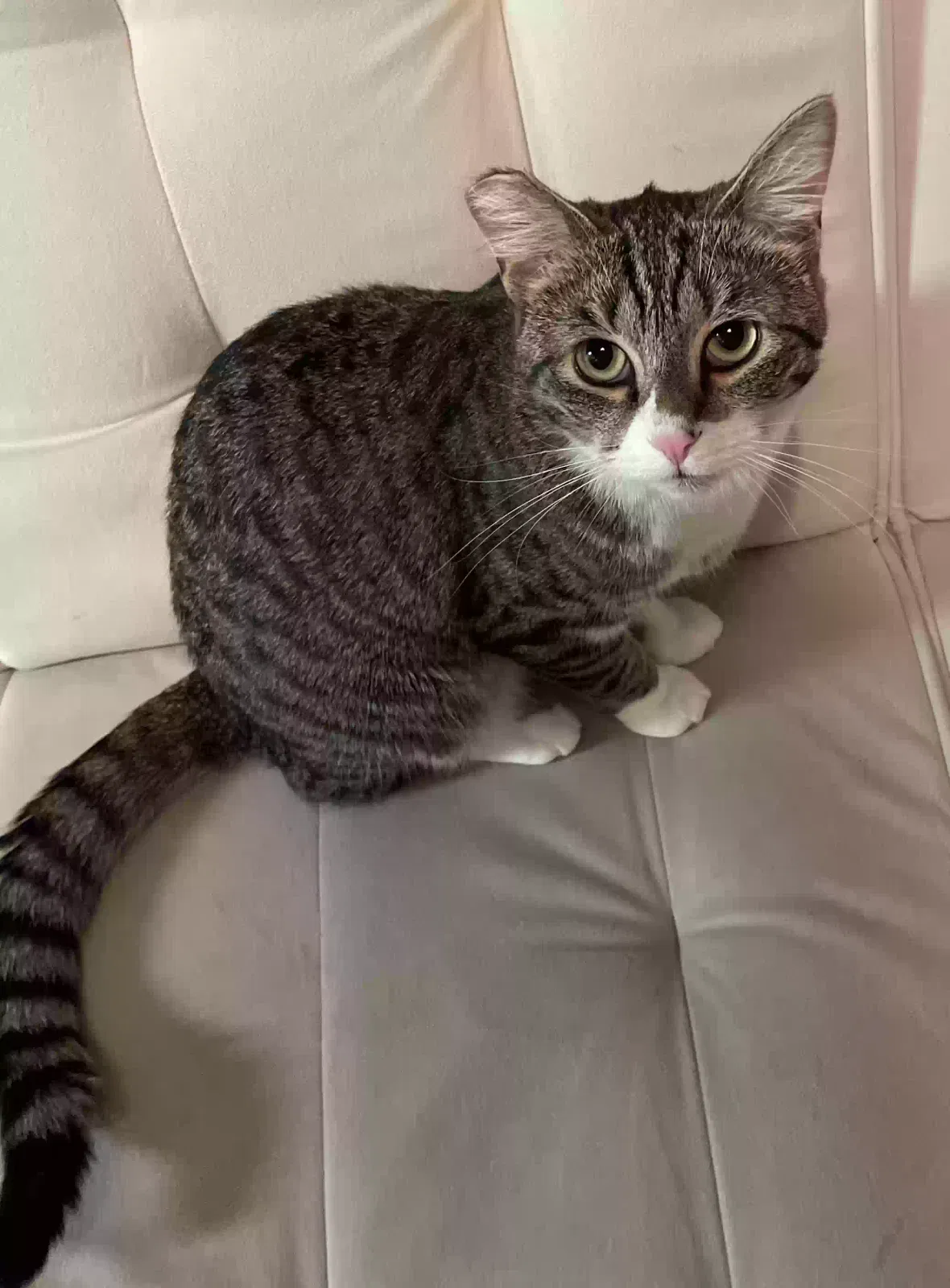 Lost cat in Sacramento, CA, 95821