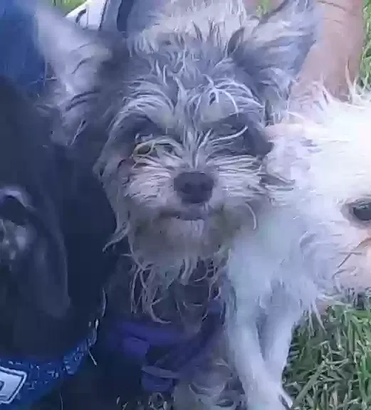 Lost dog in Spring Valley, CA, 91977