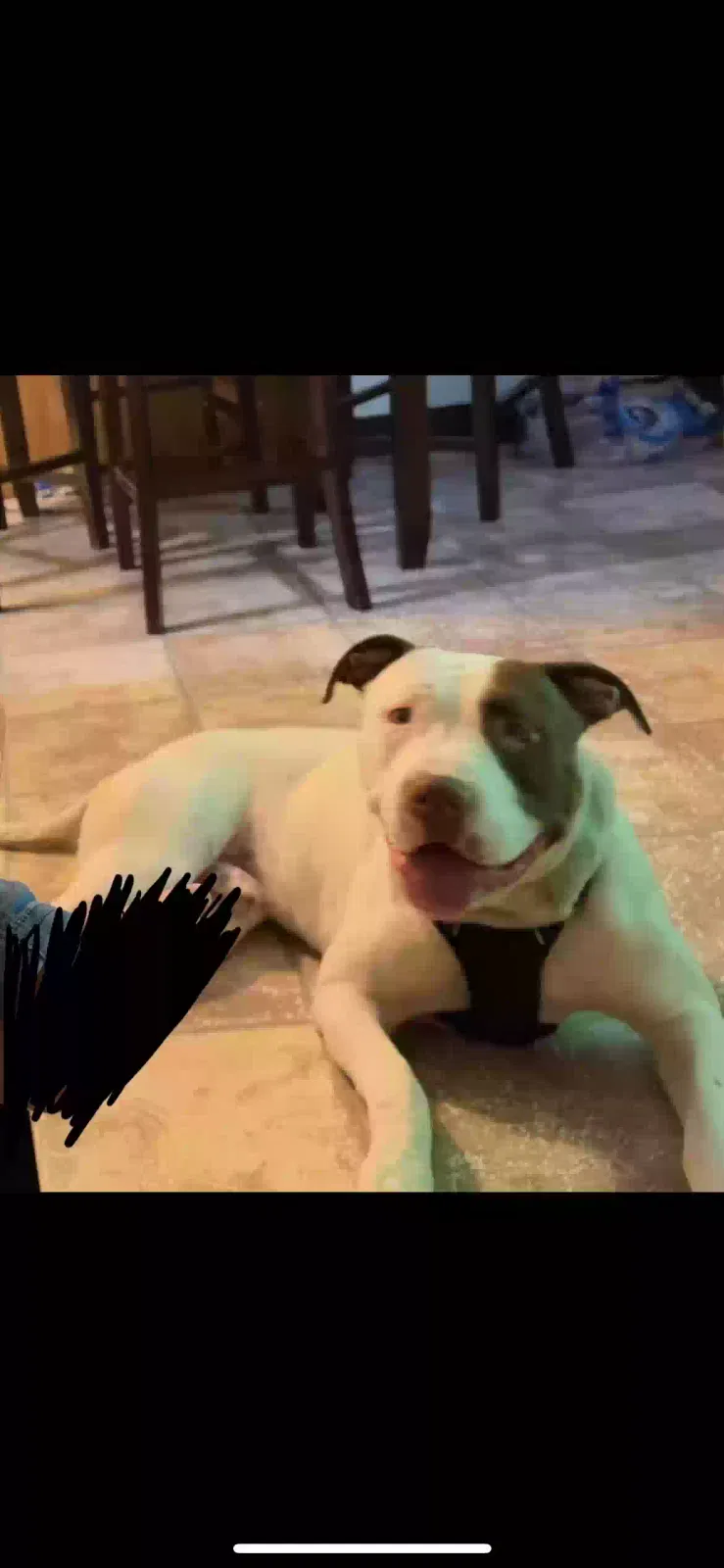 Lost dog in Cicero, IL, 60804