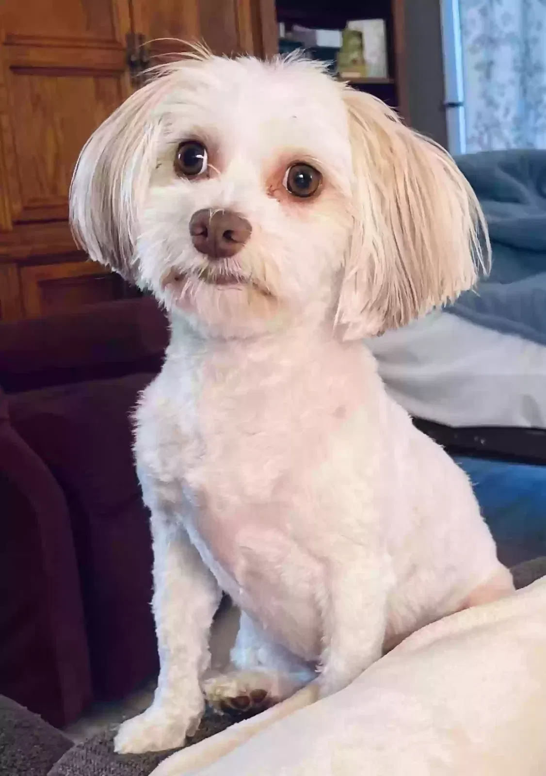 Lost dog in Andover, MN, 55304