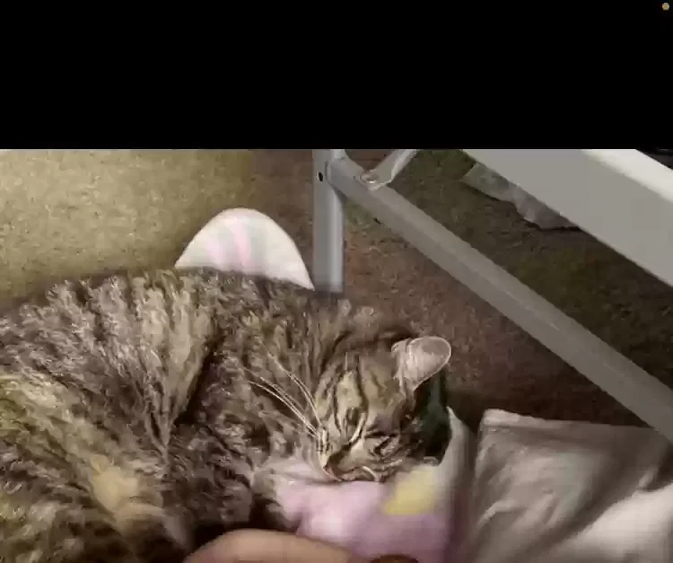Lost cat in Houston, TX, 77003