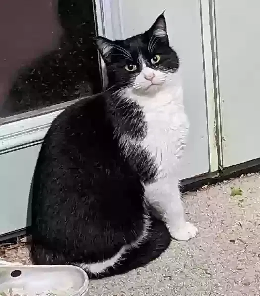 Lost cat in Portland, OR, 97222