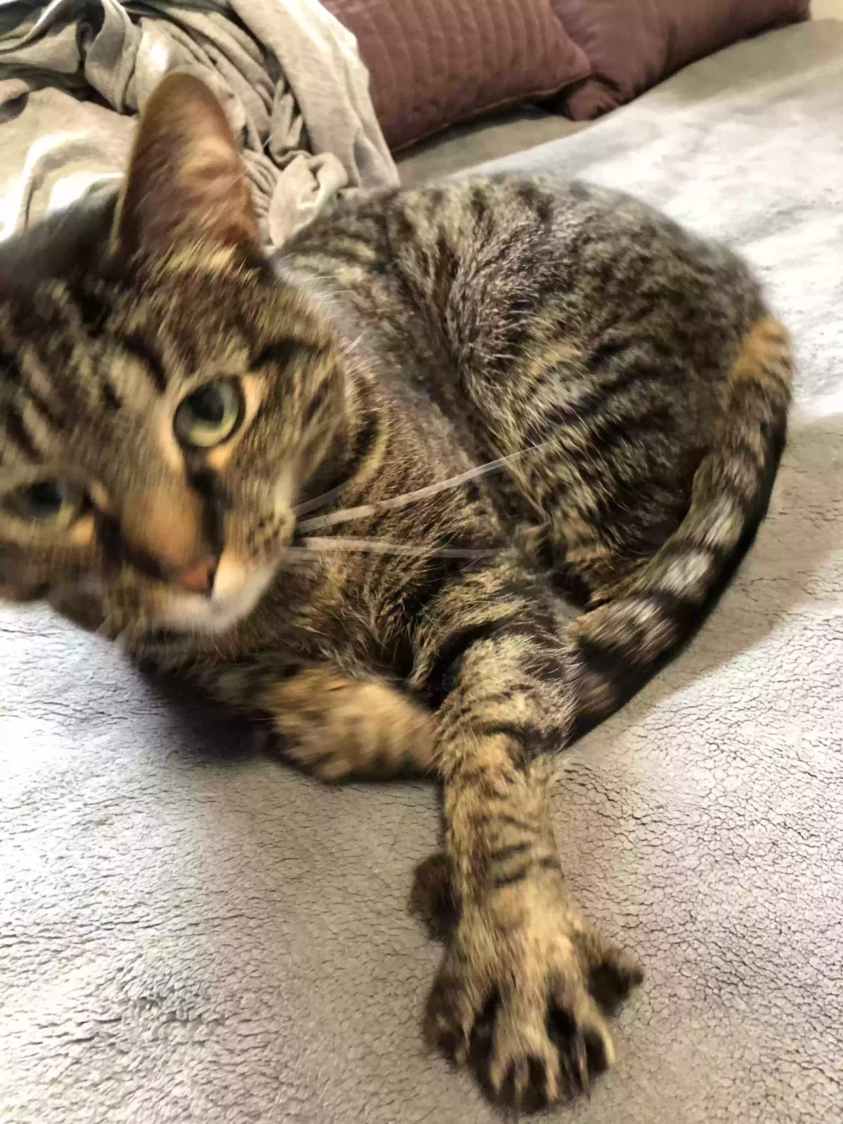 Lost cat in Marina Del Rey, CA, 90292
