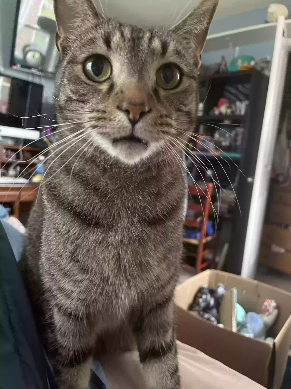 Lost cat in Gallatin, TN, 37066