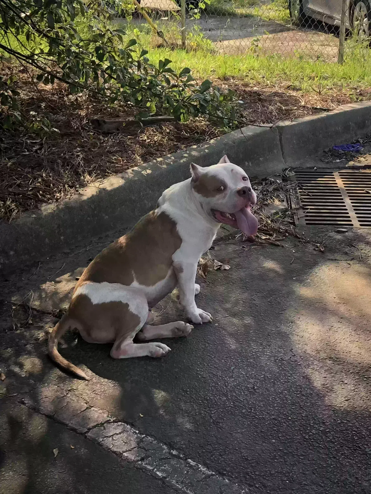 Found dog in Decatur, GA, 30036