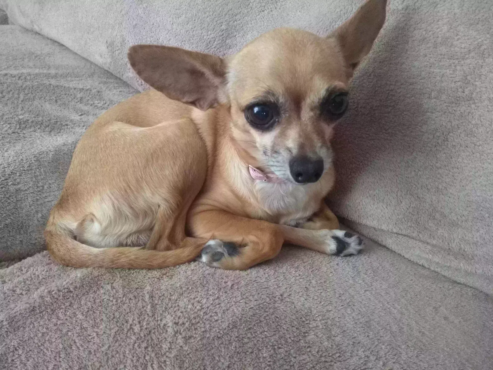 Lost dog in Sun City, AZ, 85373