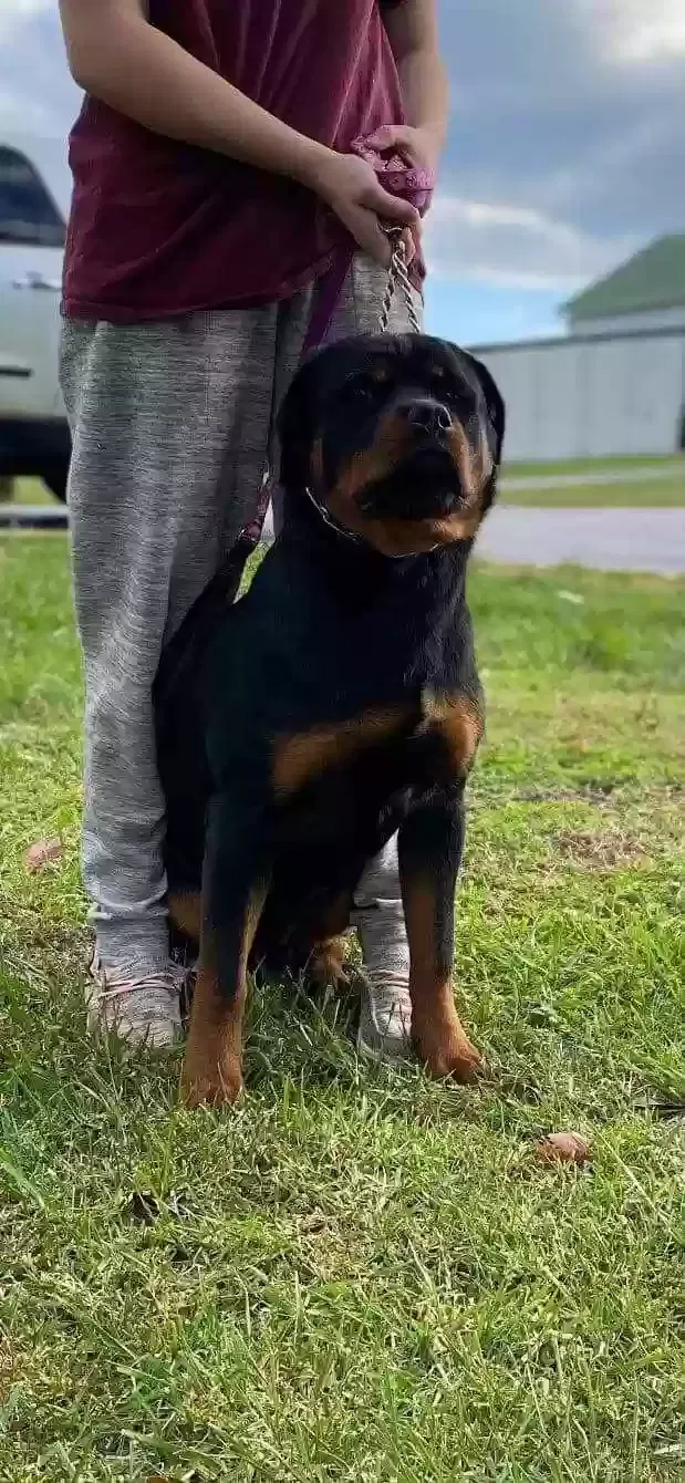 Lost dog in Rutherfordton, NC, 28139