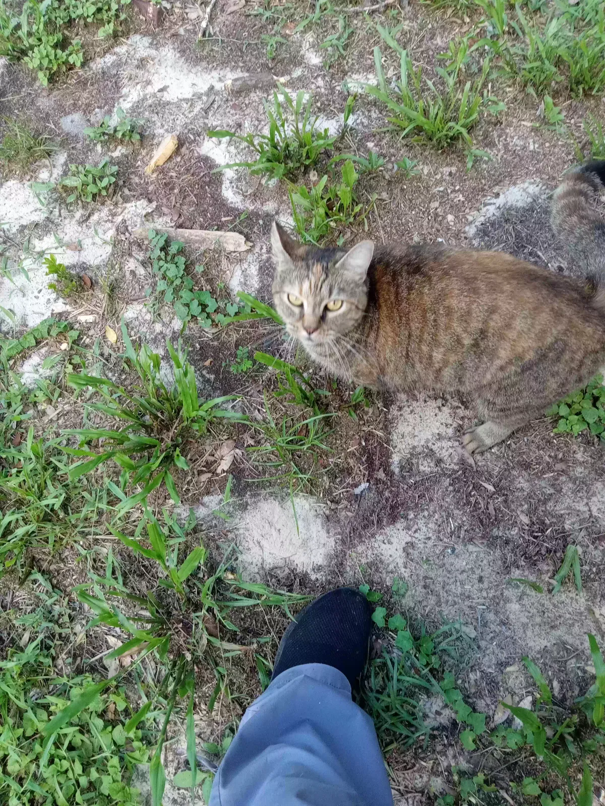 Lost cat in Dade City, FL, 33525