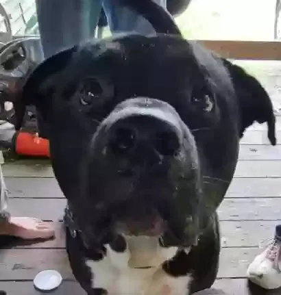 Lost dog in Unknown, IN, 46512
