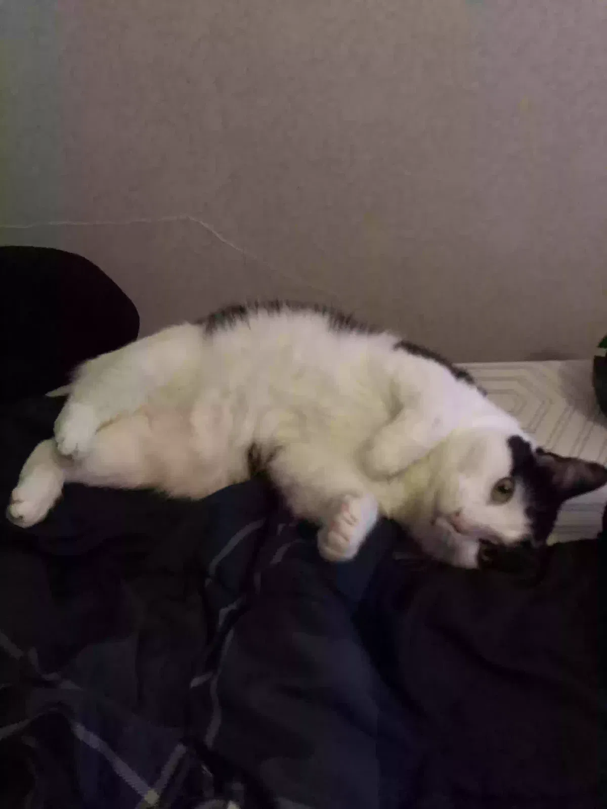 Lost cat in South Bend, IN, 46614