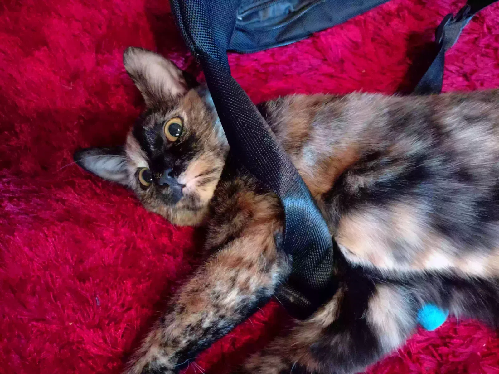 Lost cat in Saint Charles, MO, 63301