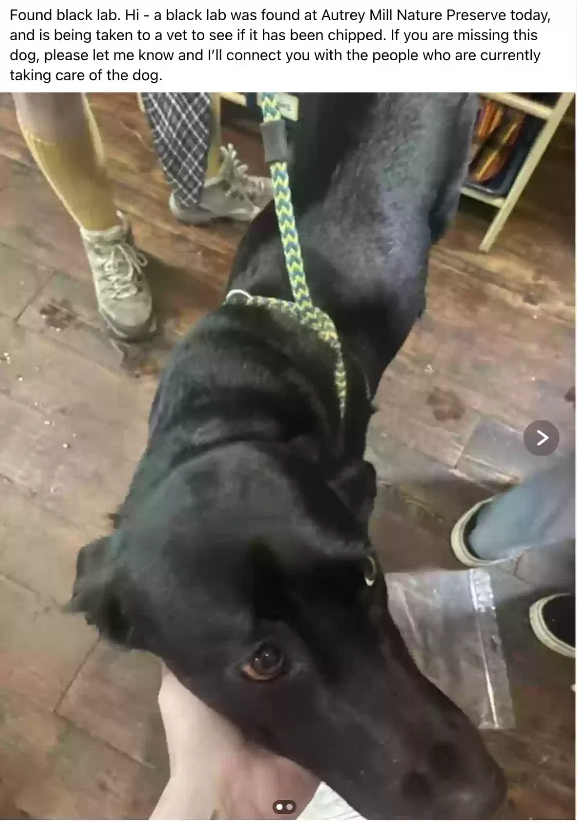Found dog in Alpharetta, GA, 30022