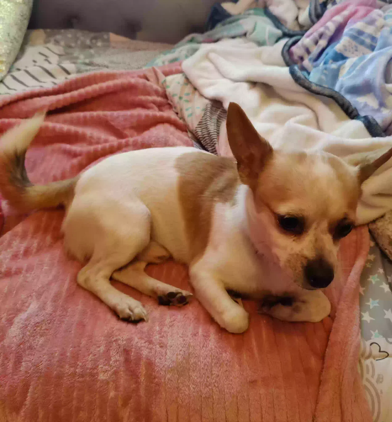 Found dog in Stilesville, IN, 46180