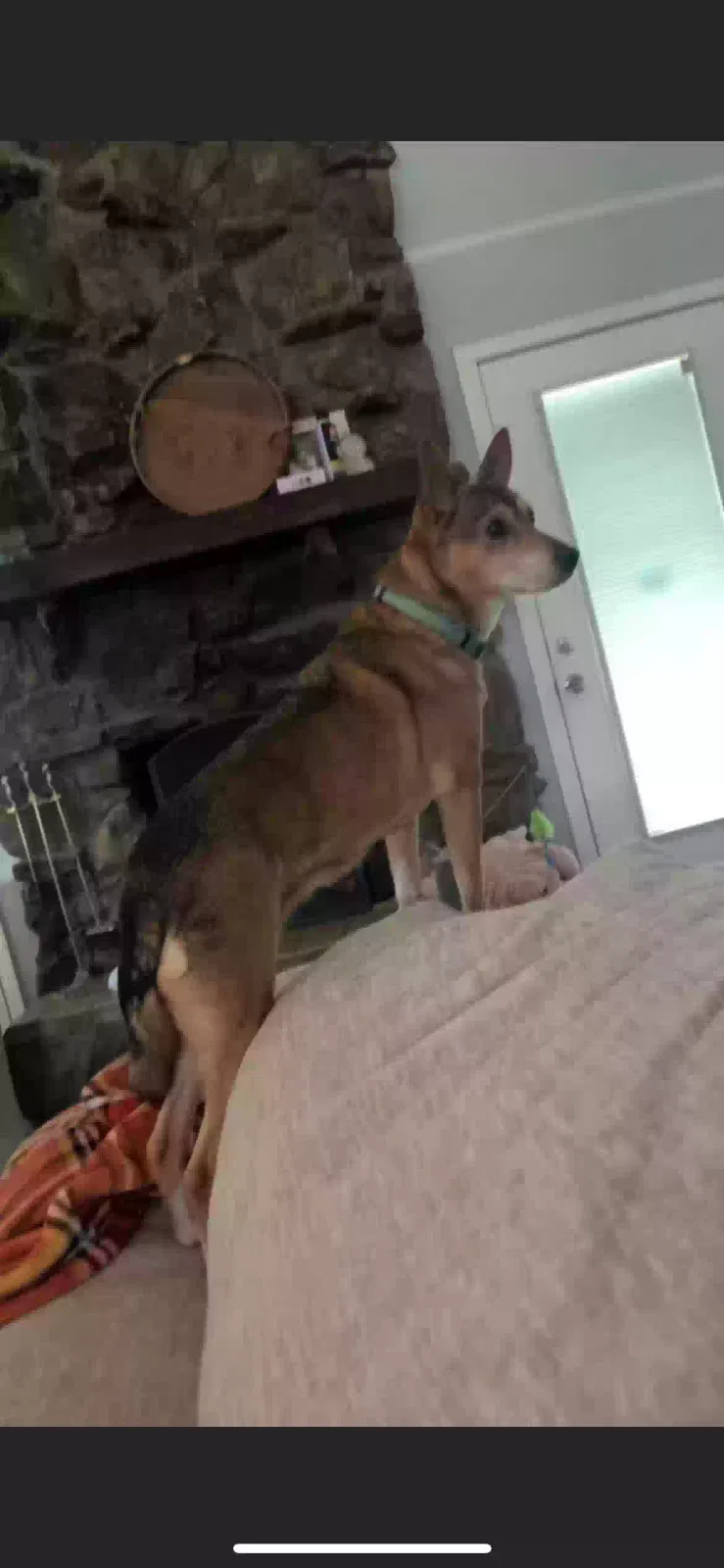 Lost dog in Albuquerque, NM, 87123