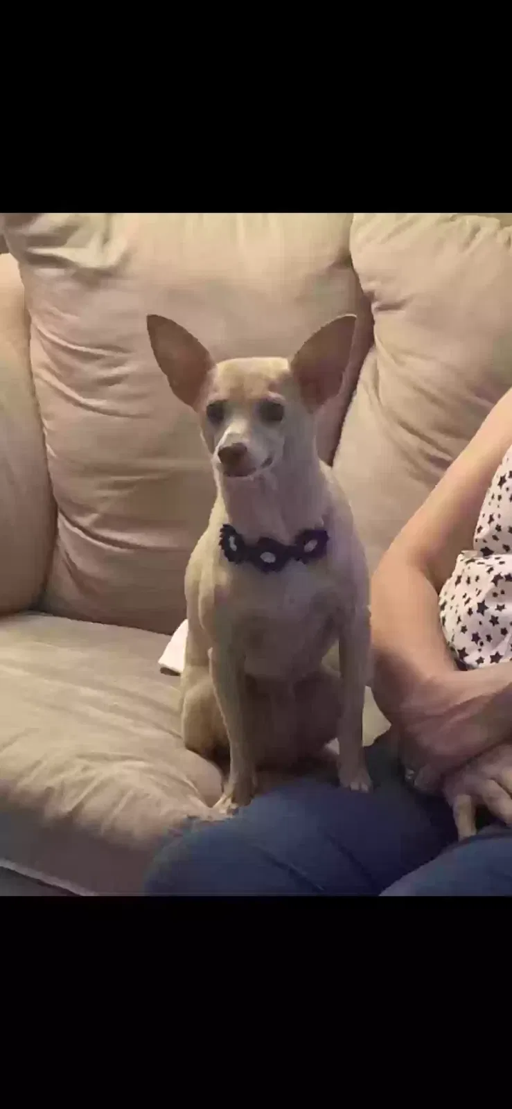 Lost dog in San Antonio, TX, 78210