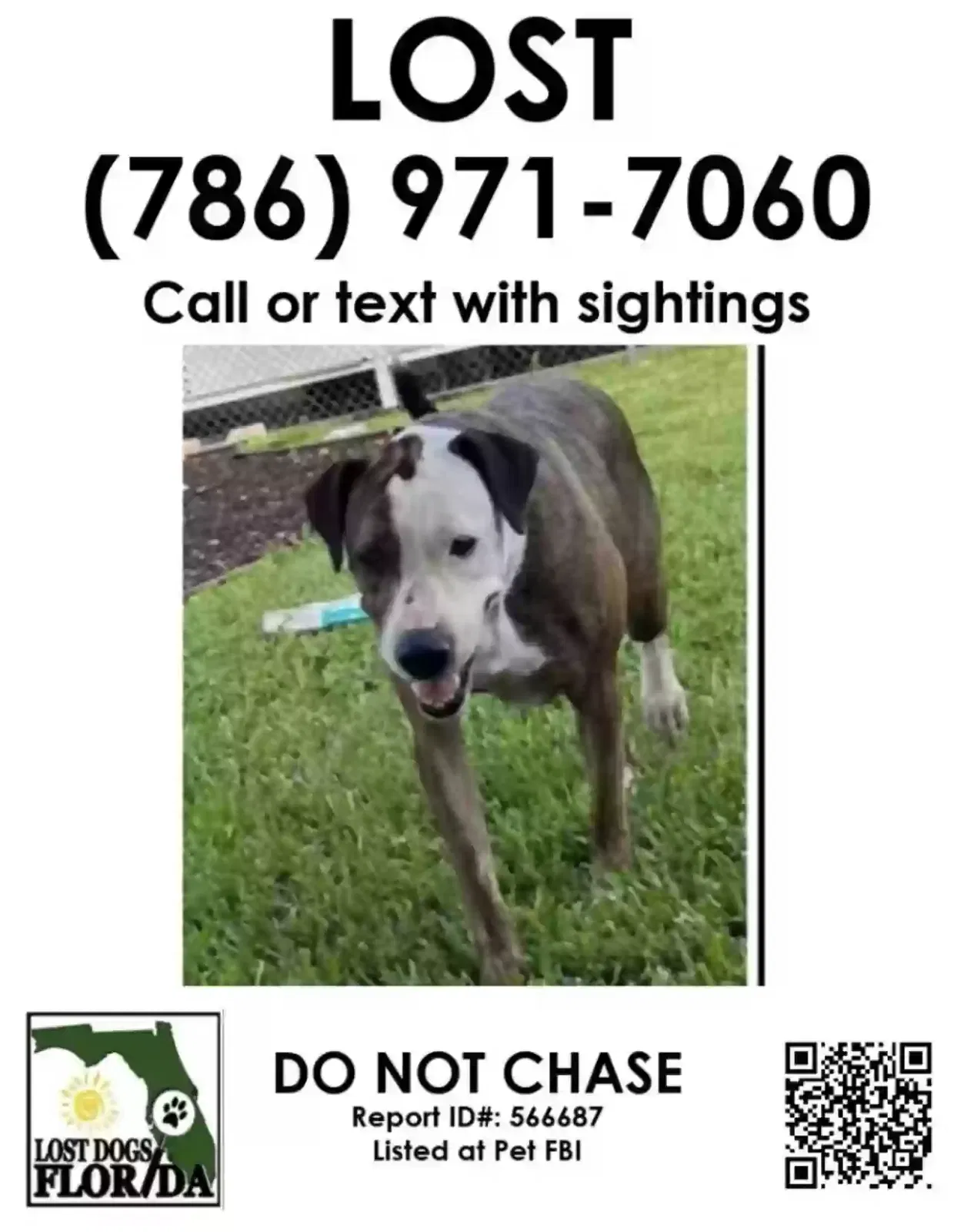 Lost dog in Miami, FL, 33175
