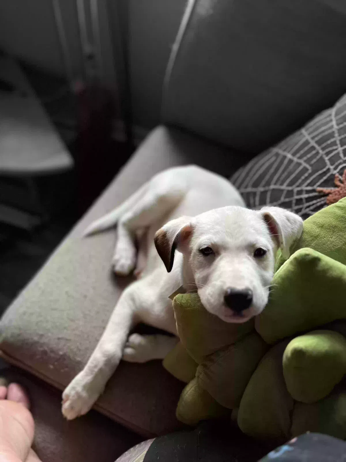 Lost dog in Winston Salem, NC, 27105