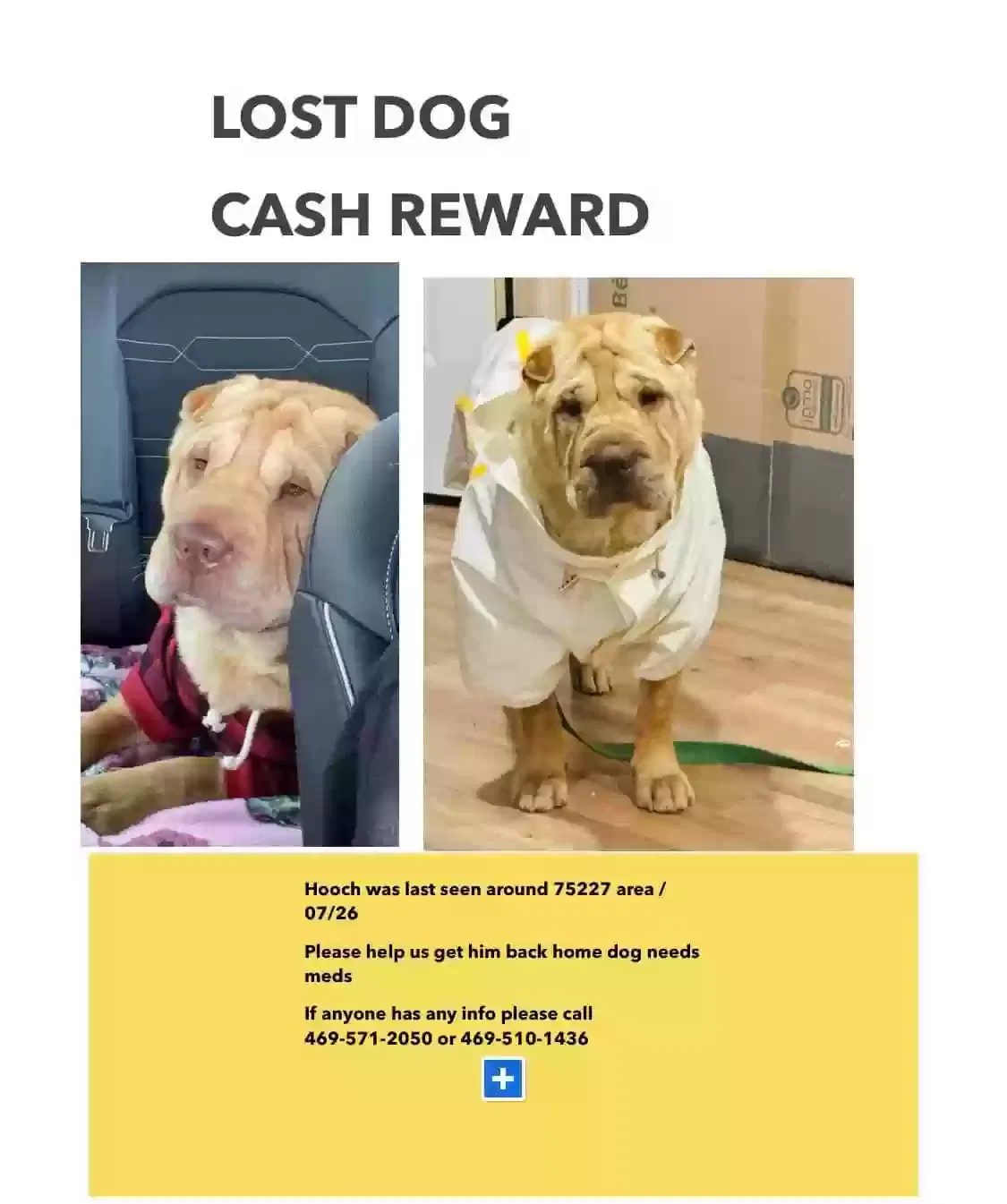 Lost dog in Dallas, TX, 75227