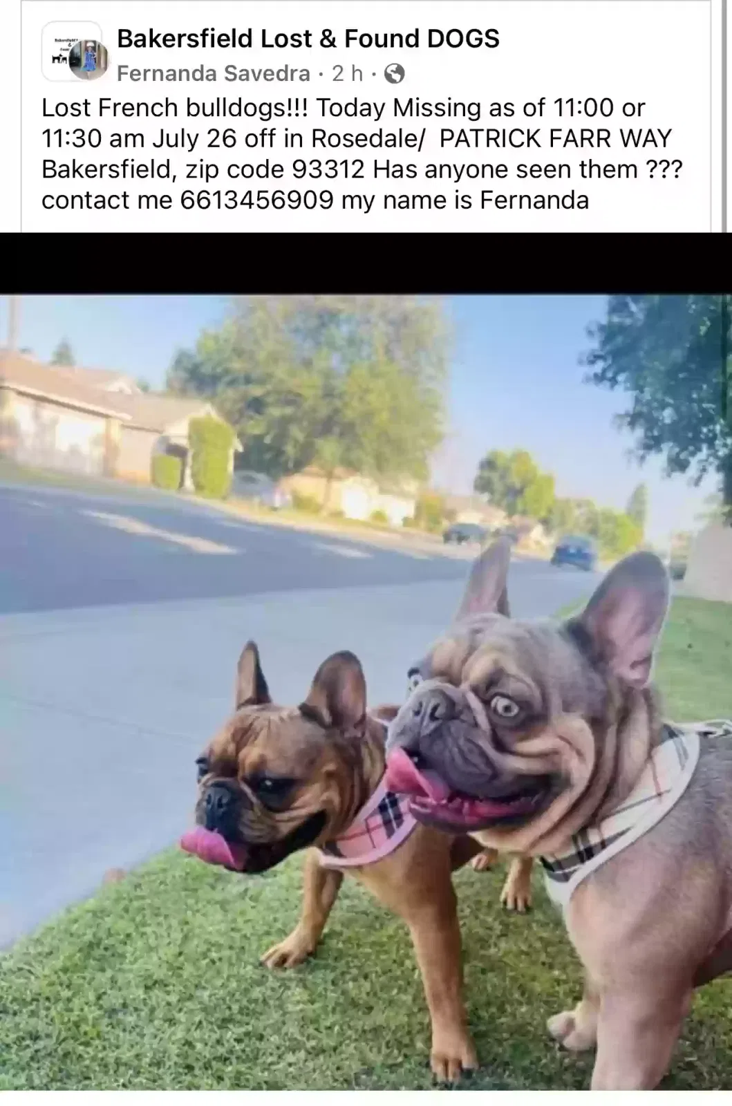 Lost dog in Bakersfield, CA, 93312
