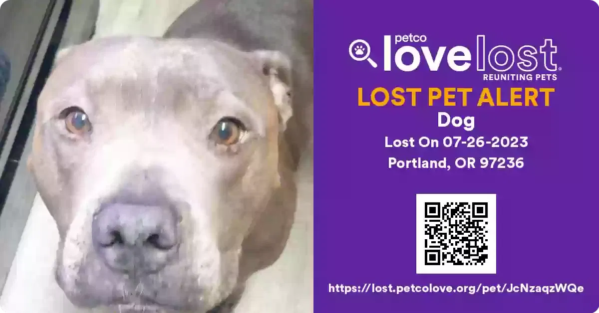 Lost dog in Portland, OR, 97236