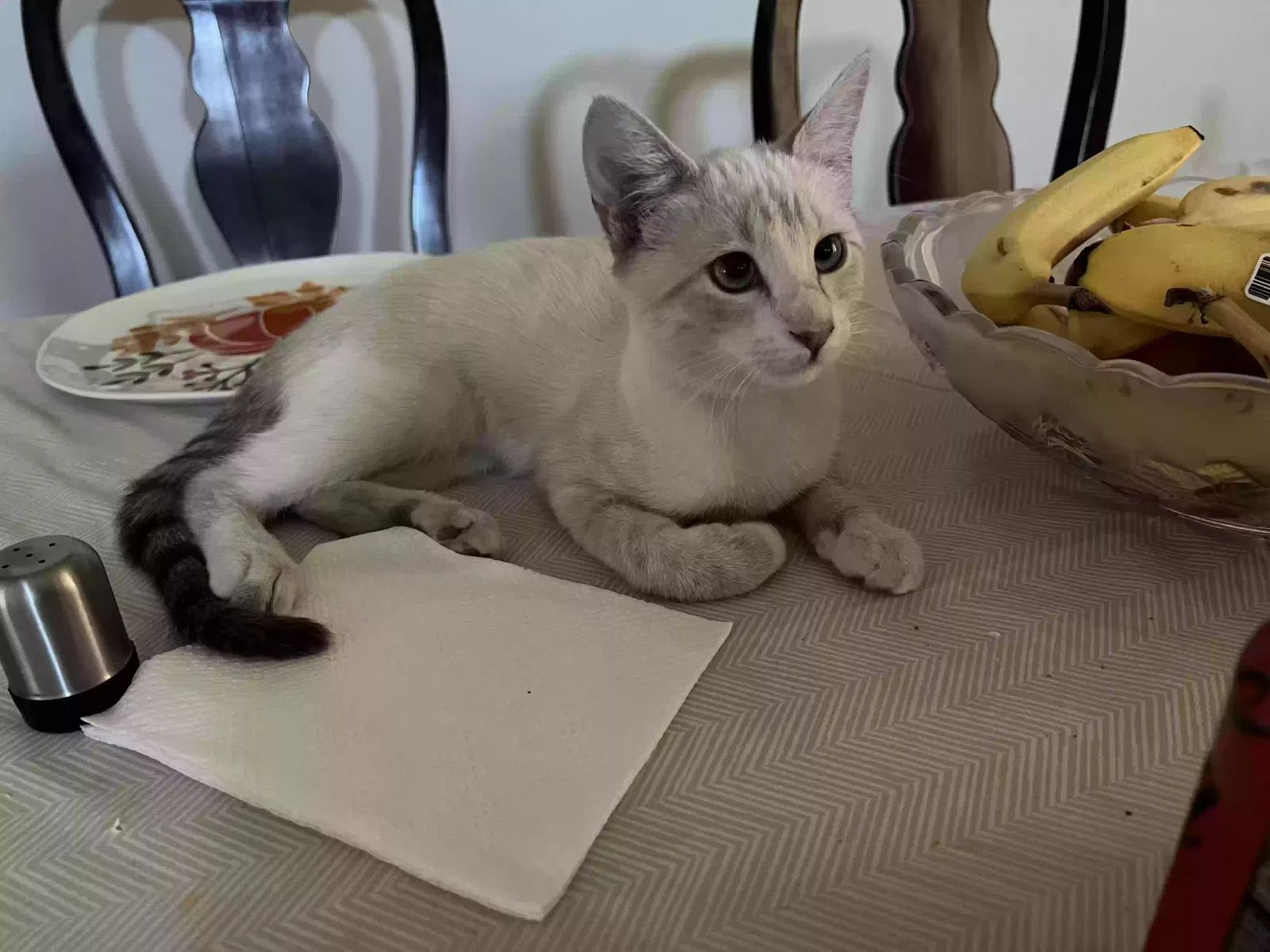 Lost cat in El Paso, TX, 79938