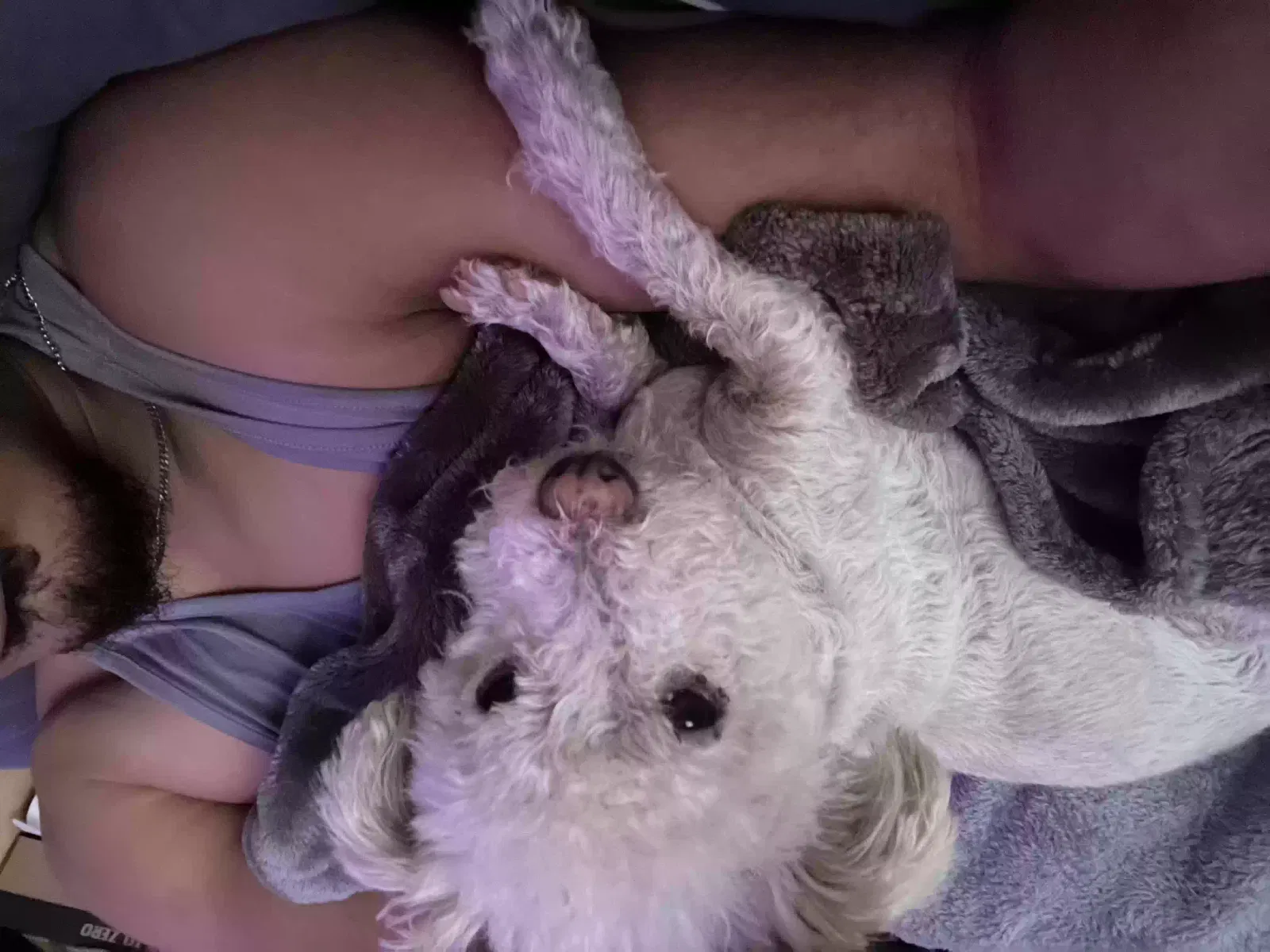 Lost dog in Los Angeles, CA, 90037