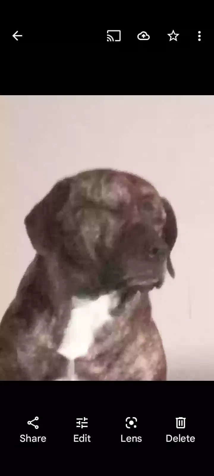 Lost dog in Airway Heights, WA, 99001