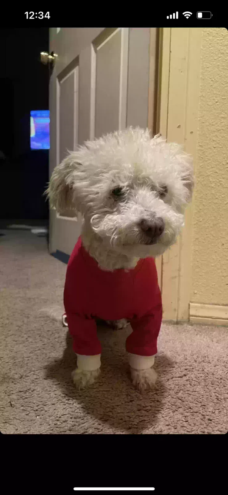 Lost dog in Los Angeles, CA, 90037