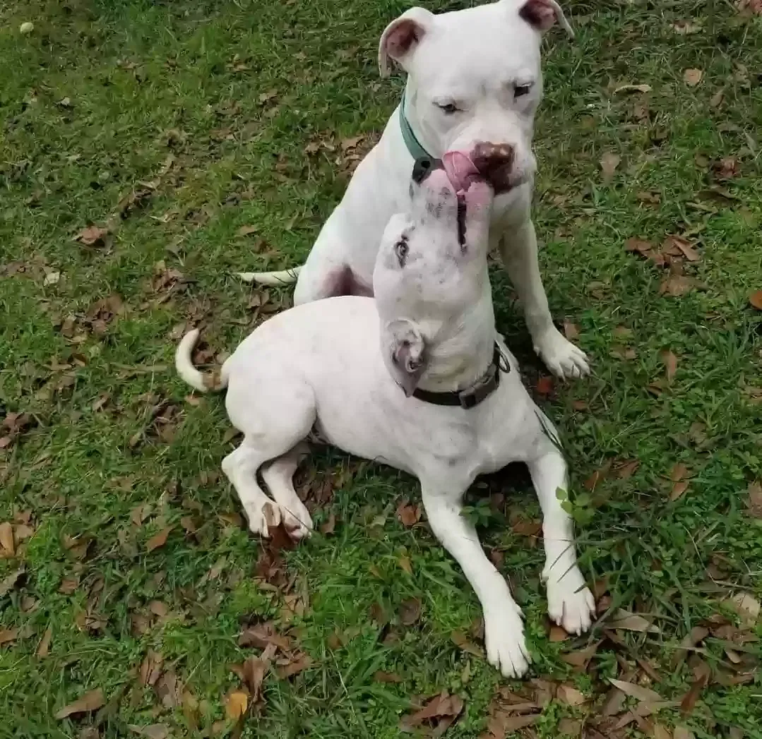 Lost dog in Magnolia, TX, 77354