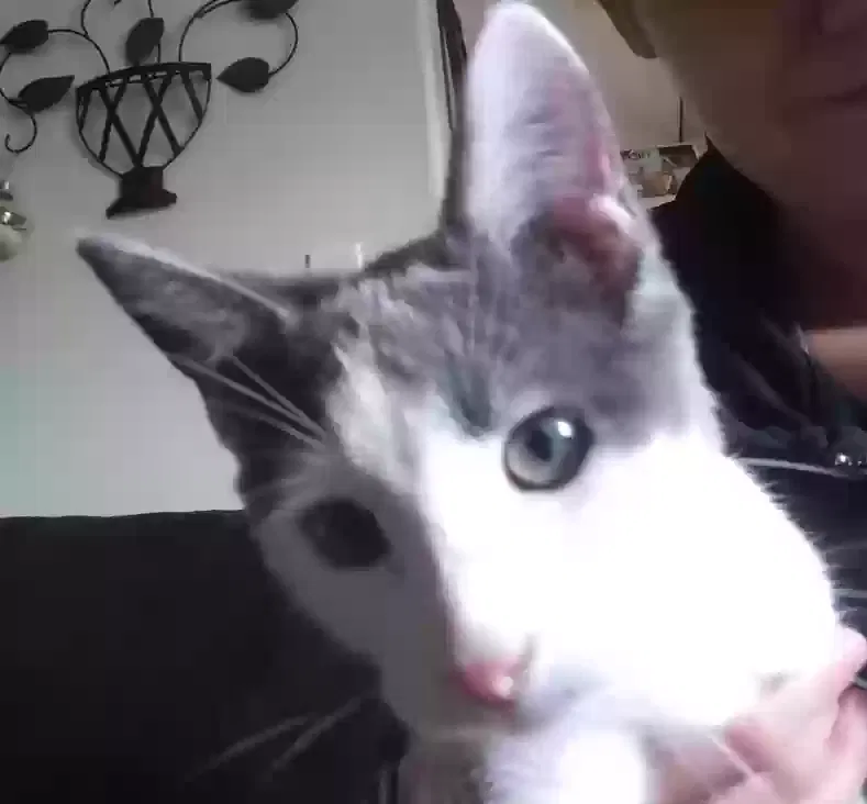 Lost cat in Portland, OR, 97266