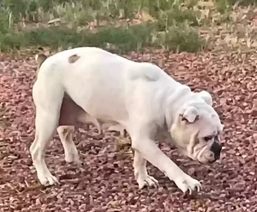 Lost dog in Phoenix, AZ, 85029