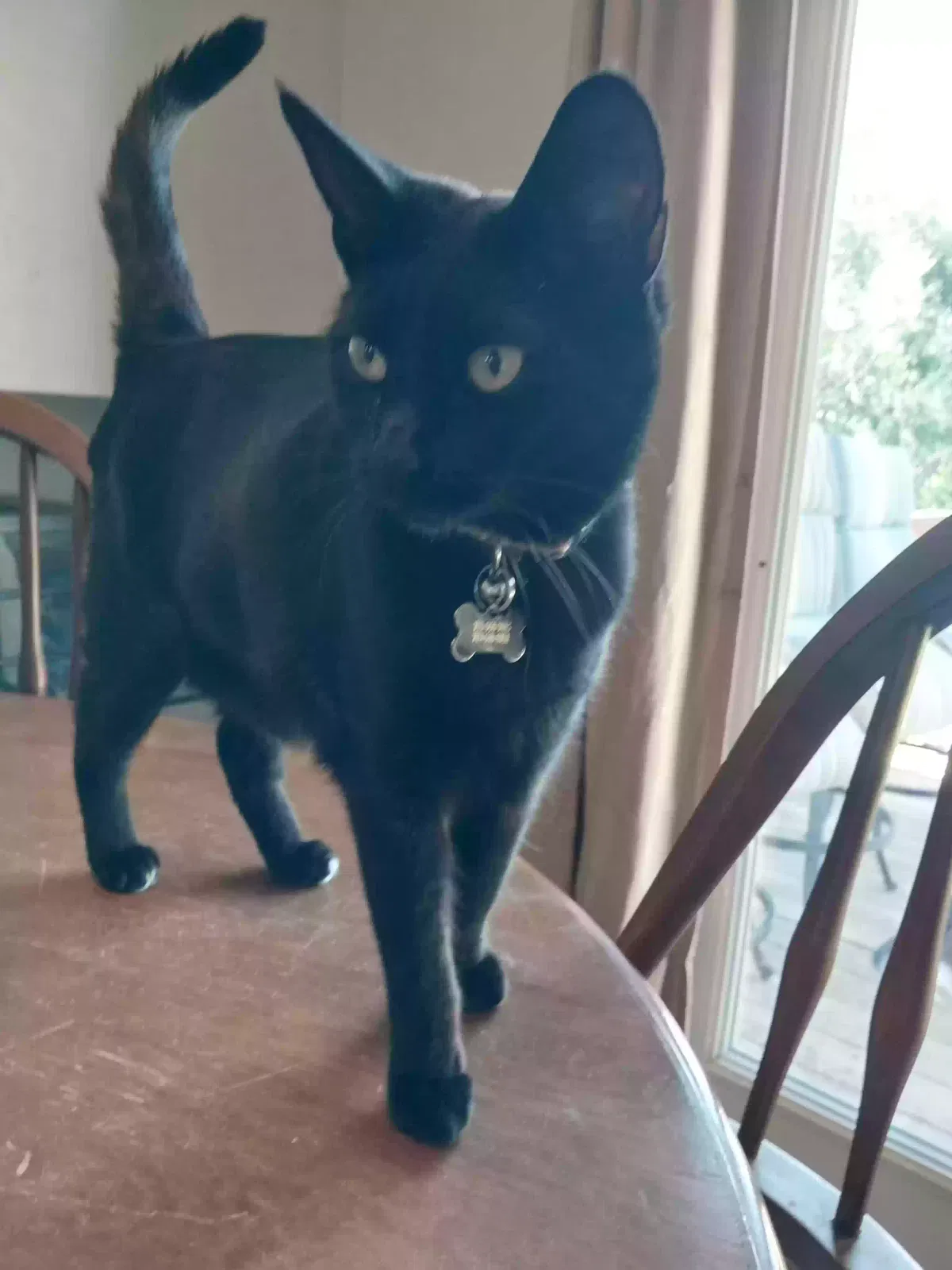 Lost cat in Colorado Springs, CO, 80917